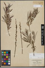 Foto von Salix viminalis L.